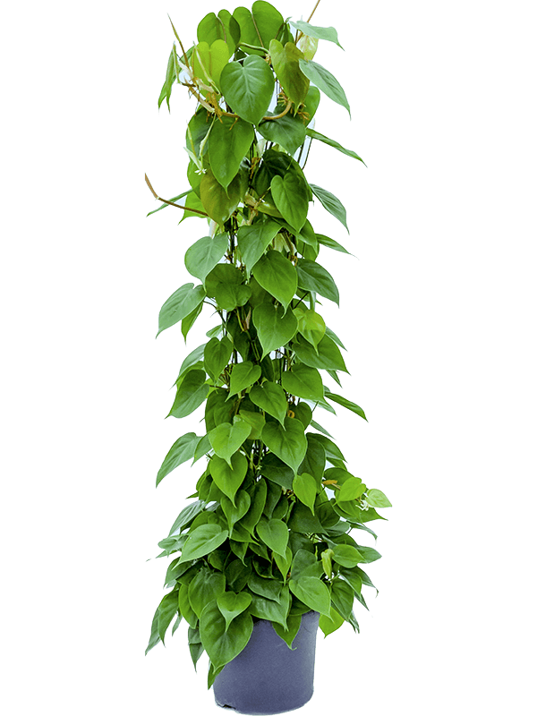 Lush Heart-Leaf Philodendron scandens Indoor House Plants