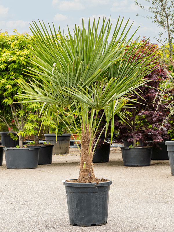 Windmill Palm Tree Trachycarpus fortunei