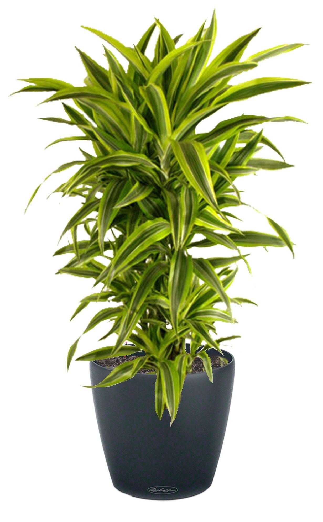 Dracaena Fragrans Lemon Lime in LECHUZA CLASSICO Color Self-watering Planter, Total Height 150 cm