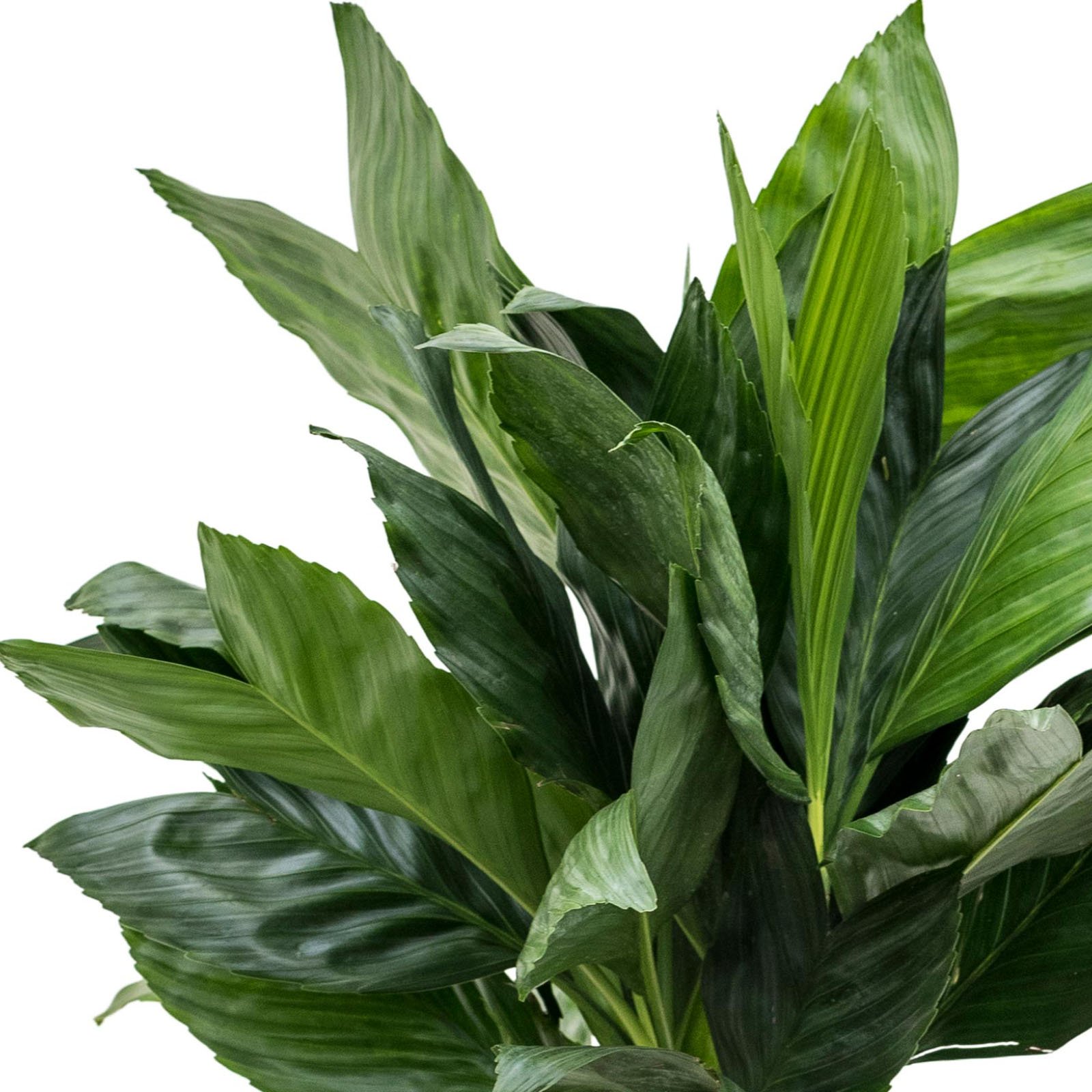 Lush Parlour Palm Chamaedorea metallica Indoor House Plants