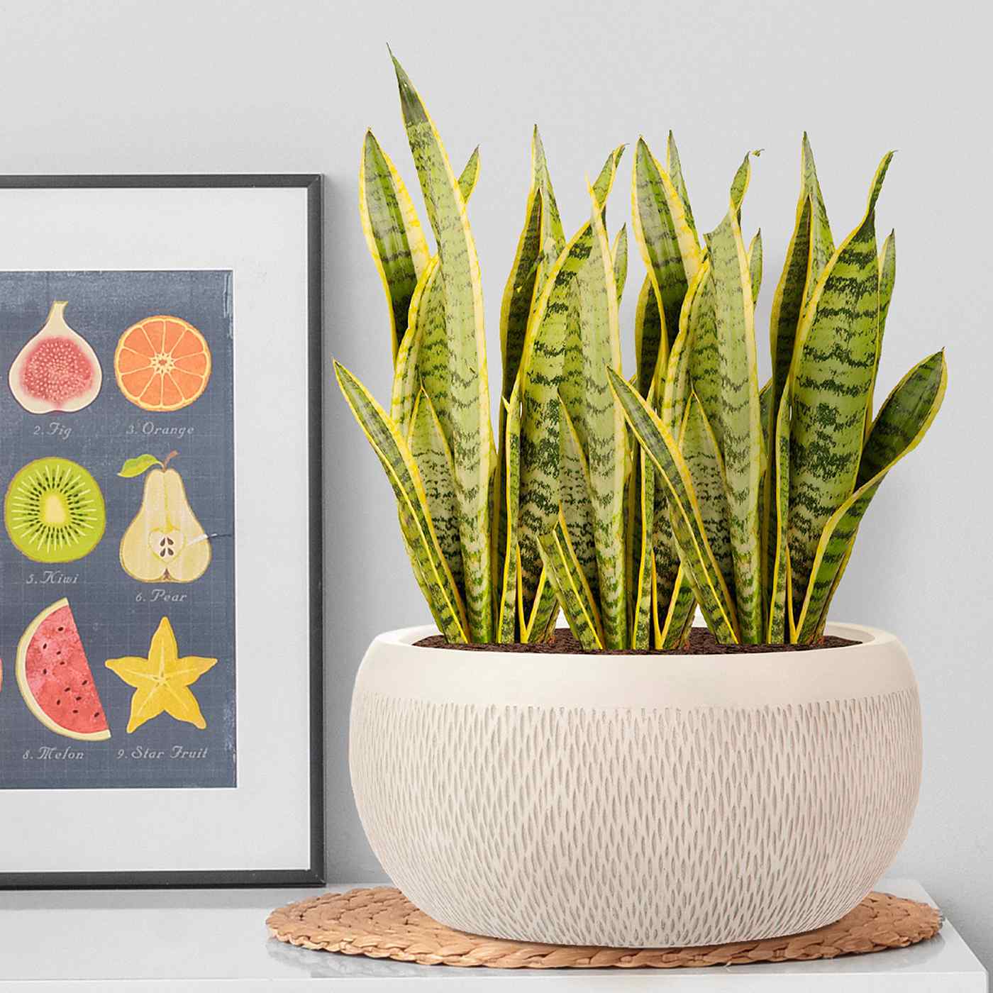 IDEALIST Lite Mesh Style Bowl Planter Outdoor Plant Pot