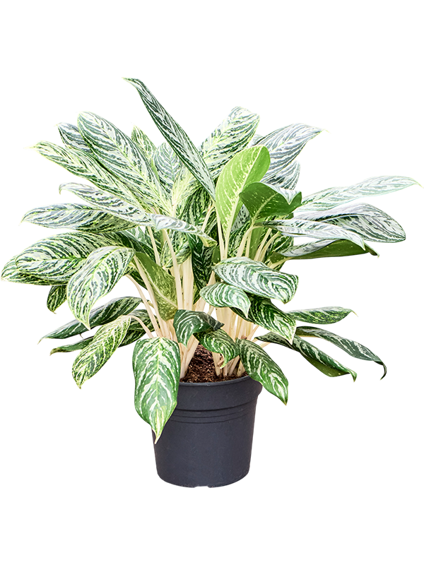 Showy Chinese Evergreen Aglaonema 'Madonna' (50-60) Indoor House Plants