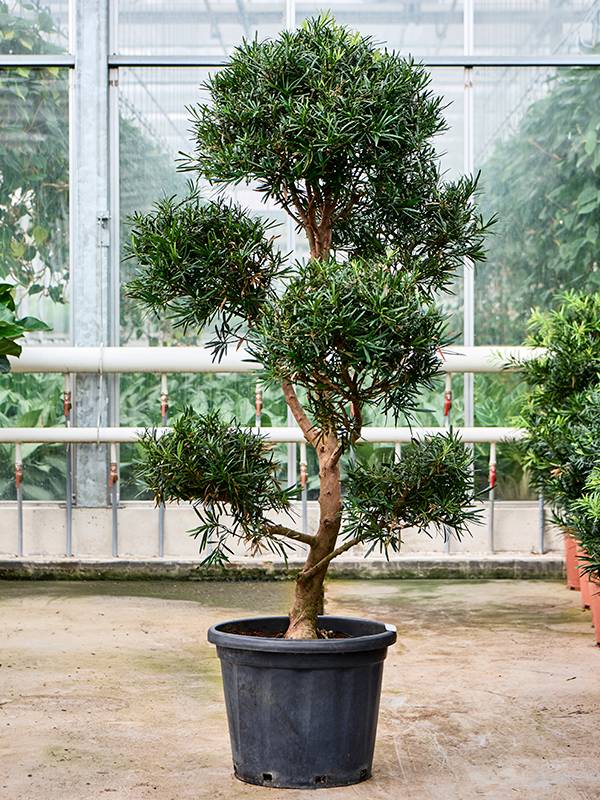 taxus gold Taxus baccata 'Fastigiata Aurea' (Golden Irish Yew)  Green Thumb Nurseries