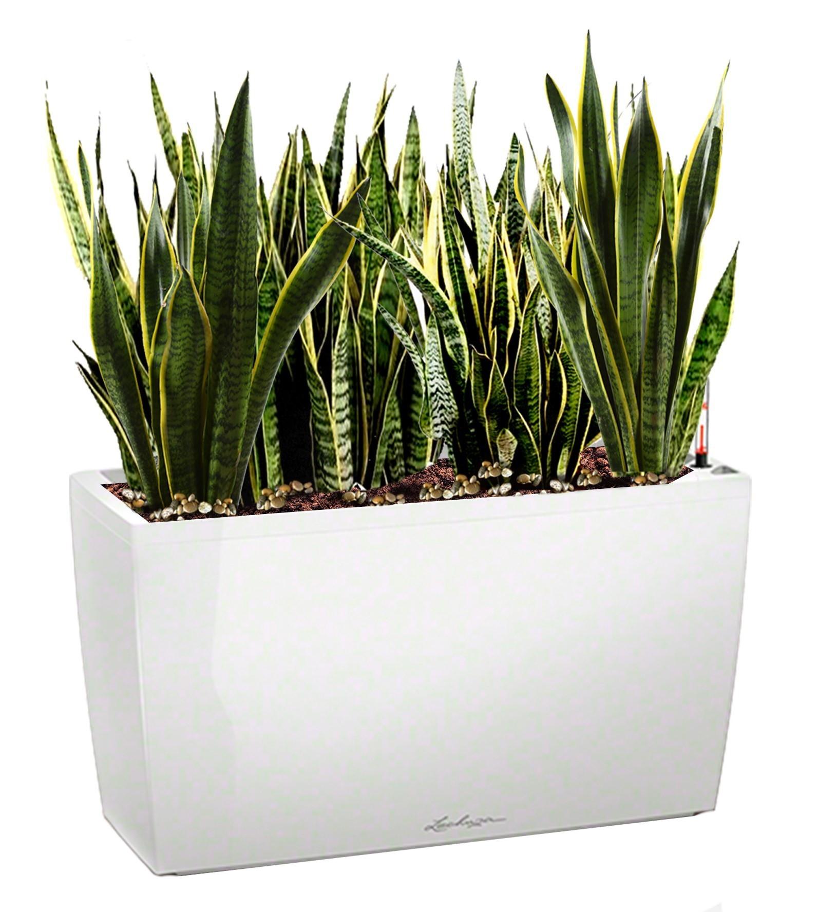 Sansevieria Green Wall in LECHUZA CARARO Self-watering Planter, Total Height 80 cm