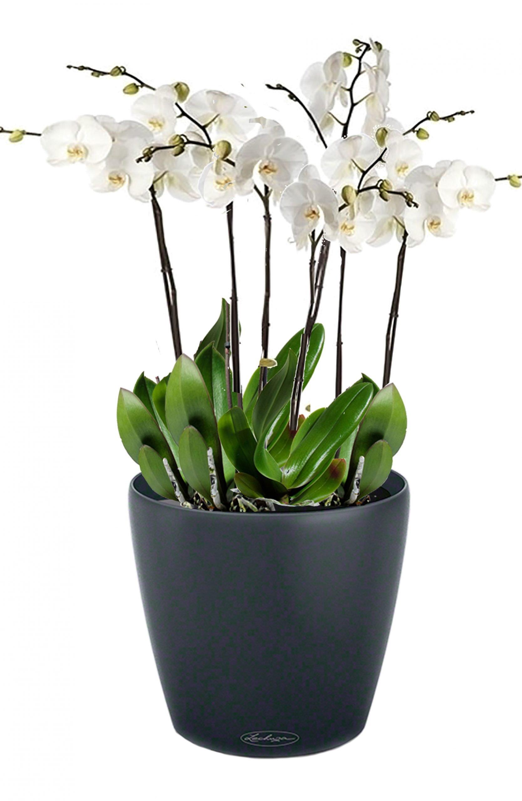 Blooming Orchids in LECHUZA CLASSICO Color Self-watering Planter, Total Height 60 cm