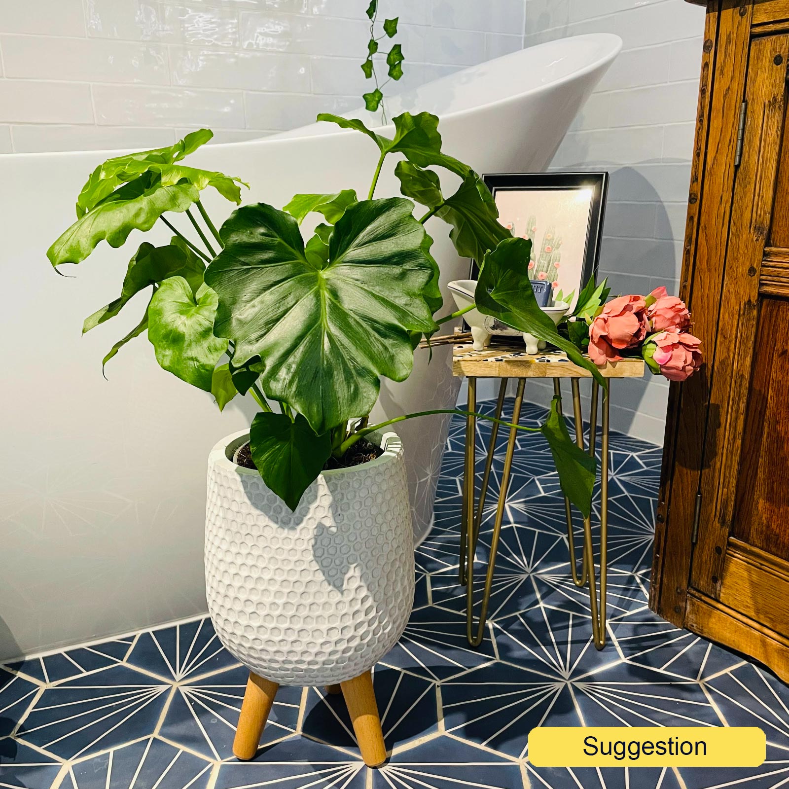 Lush Split-Leaf Philodendron bipinnatifidum 'Shangri-La' Indoor House Plants