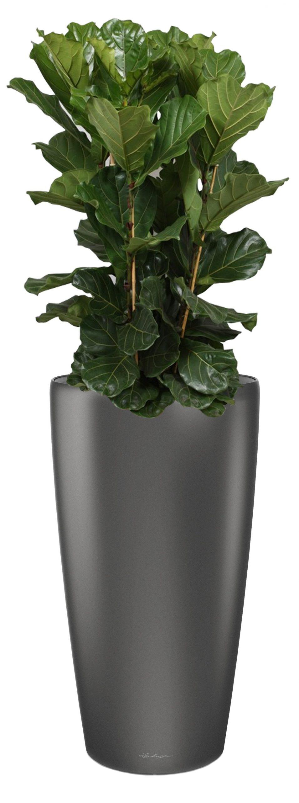 Ficus Lyrata in LECHUZA RONDO Self-watering Planter, Total Height 160 cm