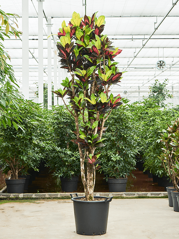 Colorful Croton (Codiaeum) variegatum 'Mrs. Iceton' Indoor House Plants