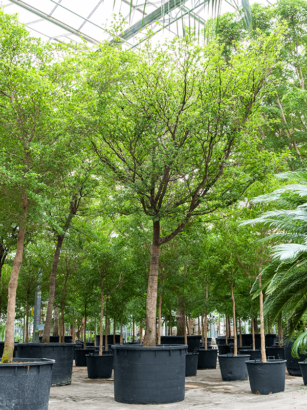 Tropical Black Olive Tree Bucida buceras 'Shady Lady' (800-900)