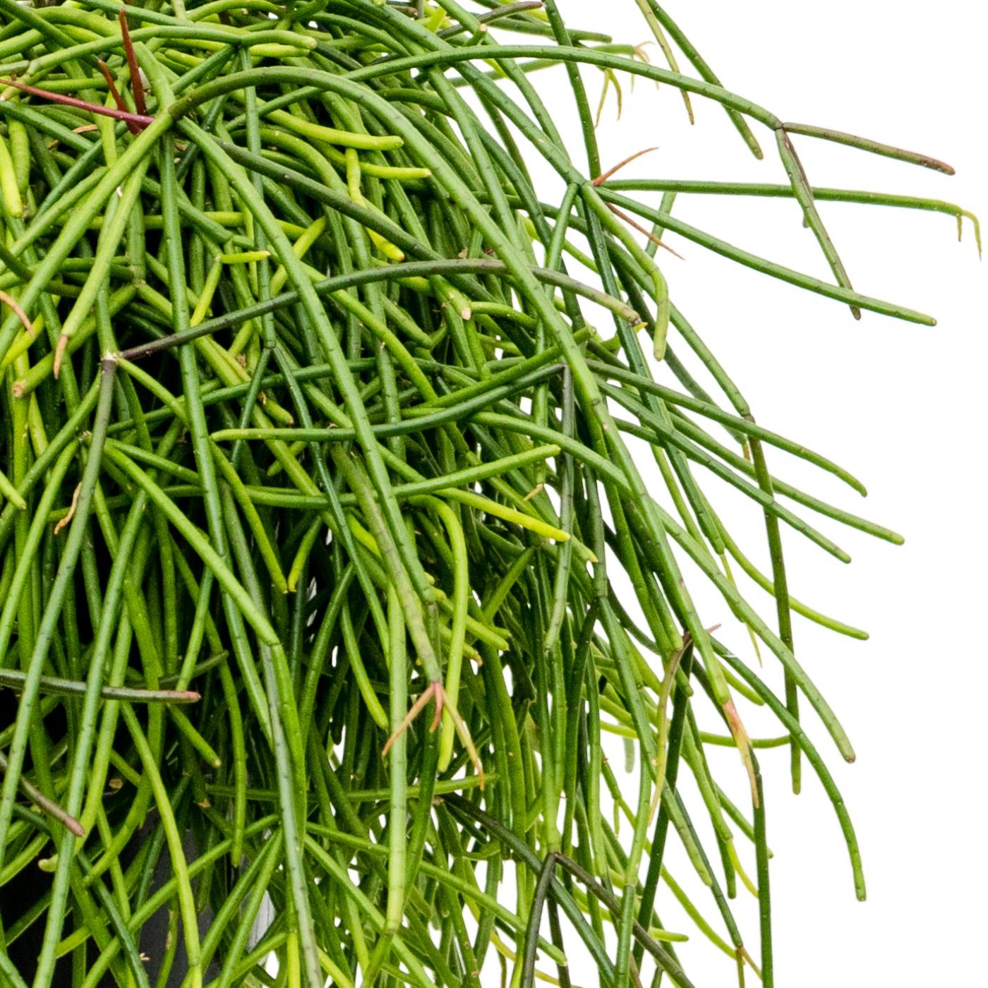 Easy-Care Mistletoe Cactus Rhipsalis mauretiana Indoor House Plants