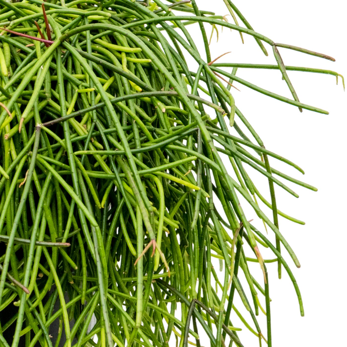 Easy-Care Mistletoe Cactus Rhipsalis mauretiana Indoor House Plants