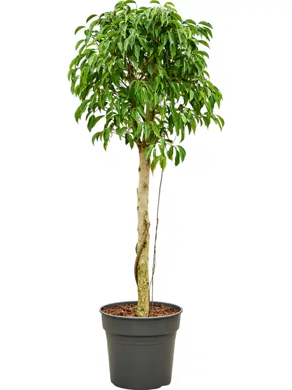 Lush Weeping Fig Ficus benjamina 'Columnar' Tall Indoor House Plants Trees