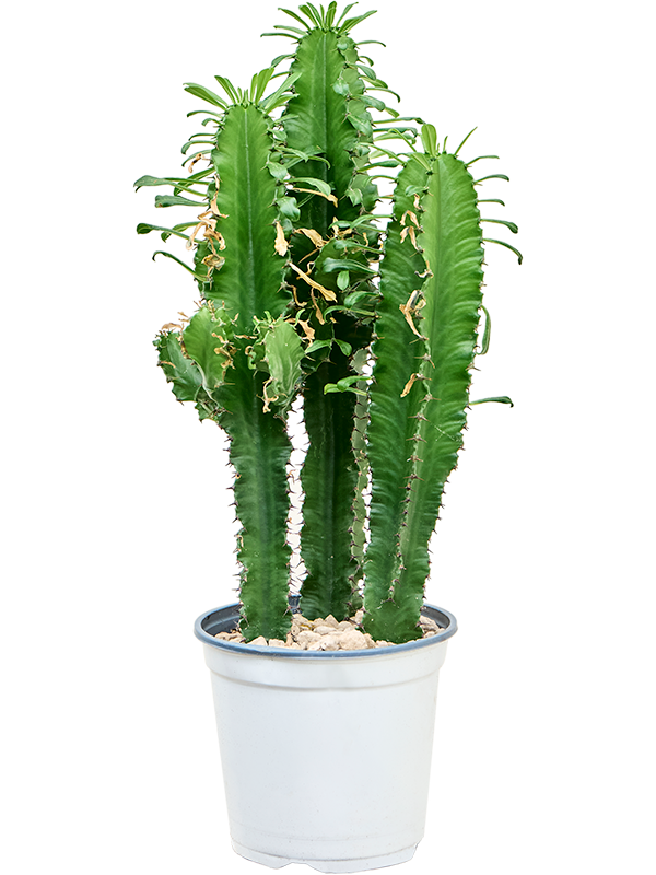 Impressive African Milk Tree Euphorbia erytrea Indoor House Plants