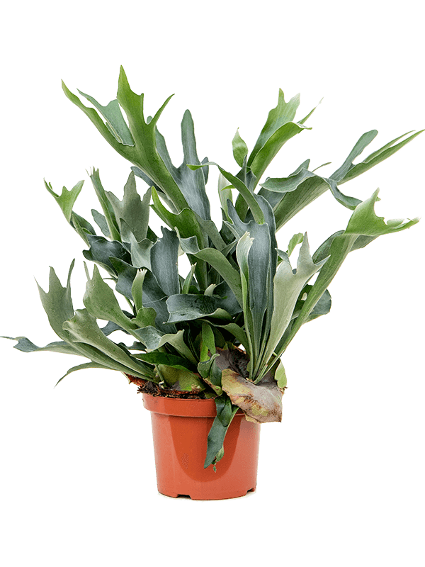 Lush Staghorn Fern Platycerium bifurcatum Indoor House Plants