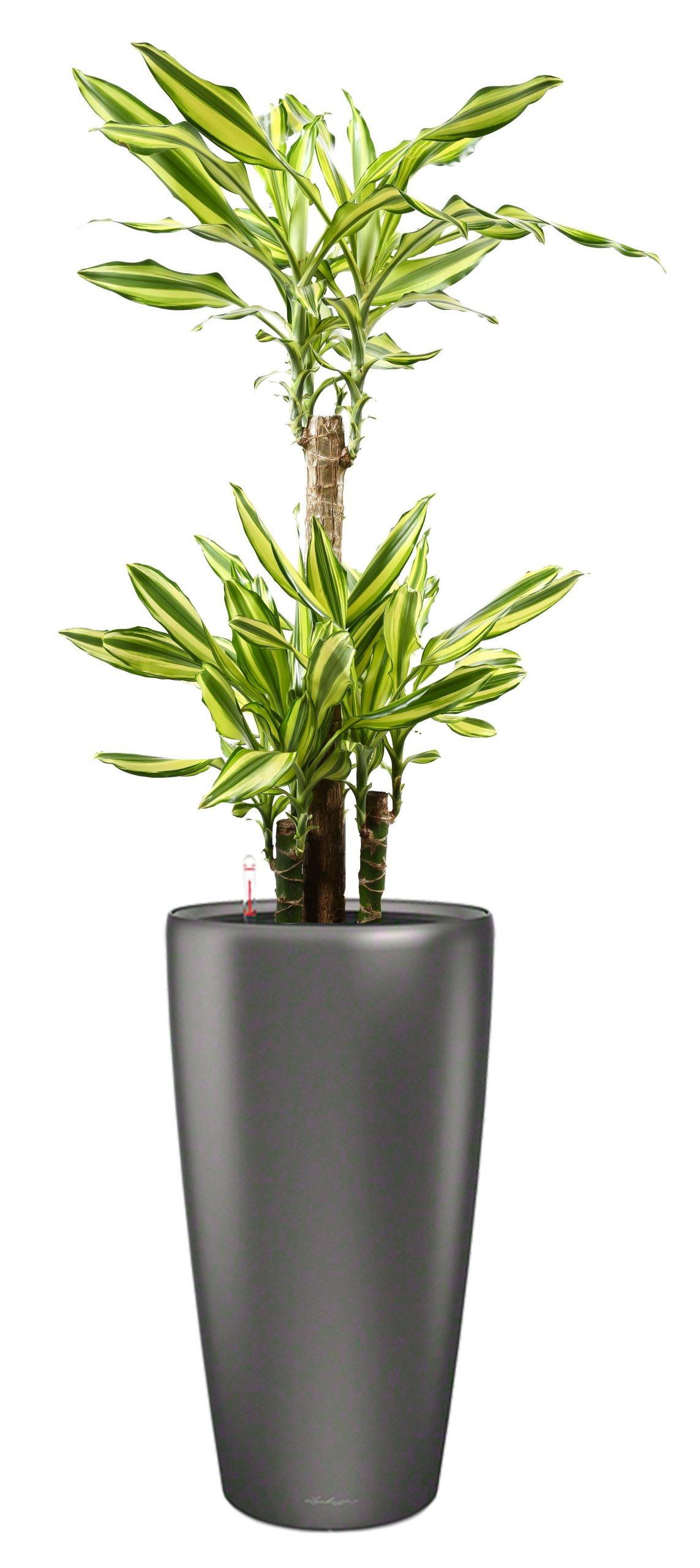 Dracaena Fragrans Mass Coast in LECHUZA RONDO Self-watering Planter, Total Height 140 cm