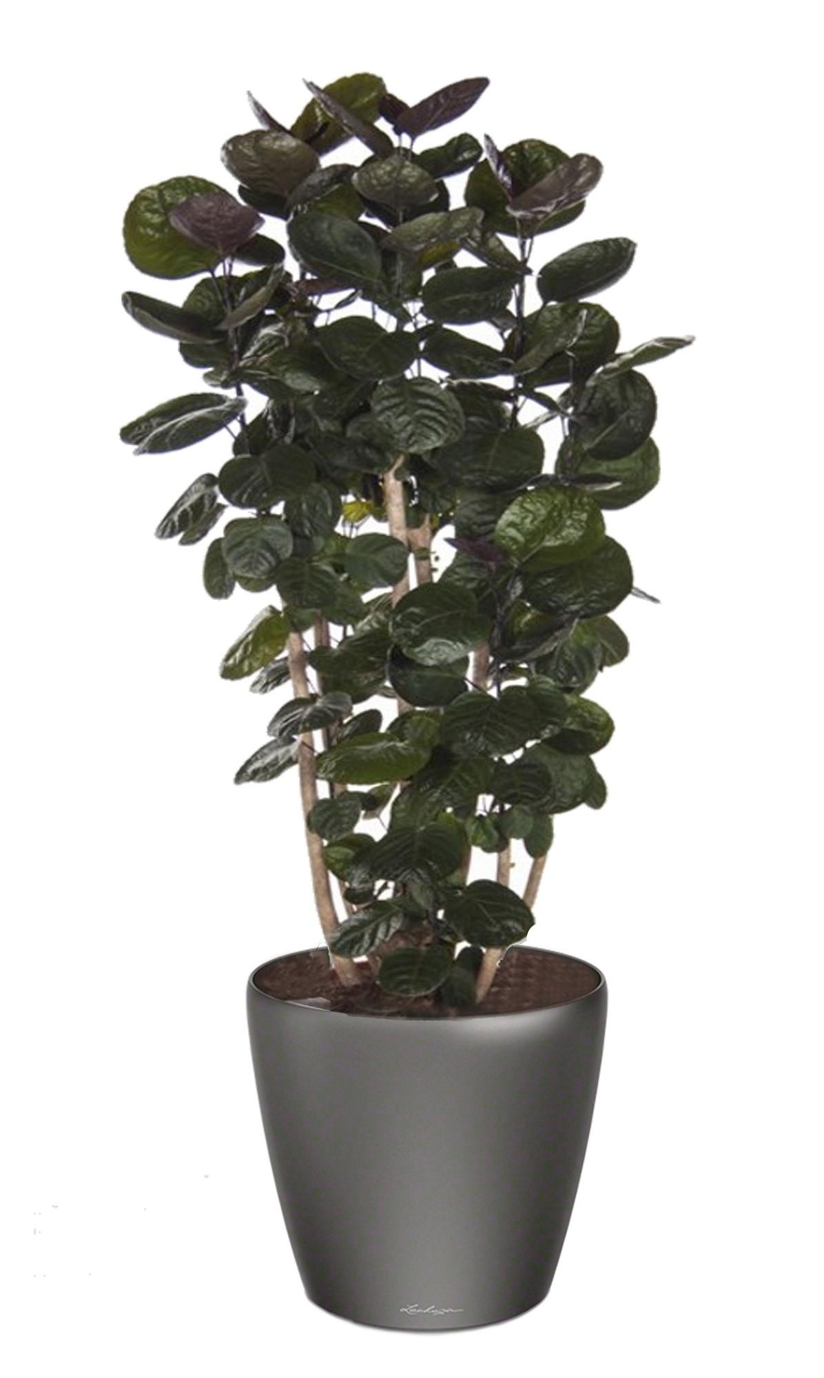 Polyscias Scutellaria in LECHUZA CLASSICO LS 43 Self-watering Planter, Total Height 160 cm