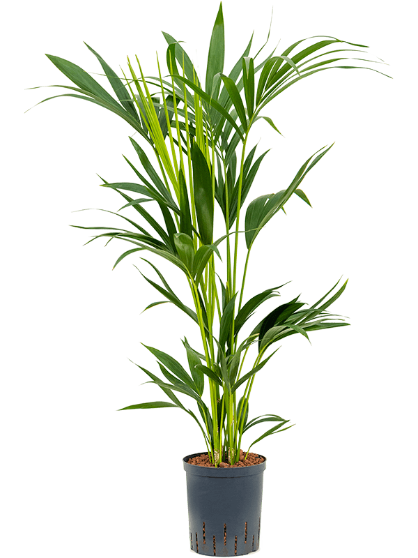 Lush Sentry Palm Kentia (Howea) forsteriana Indoor House Plants