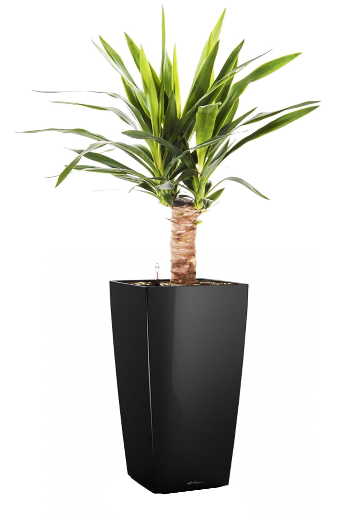 Yucca in LECHUZA CUBICO Self-watering Planter, Total Height 70 cm