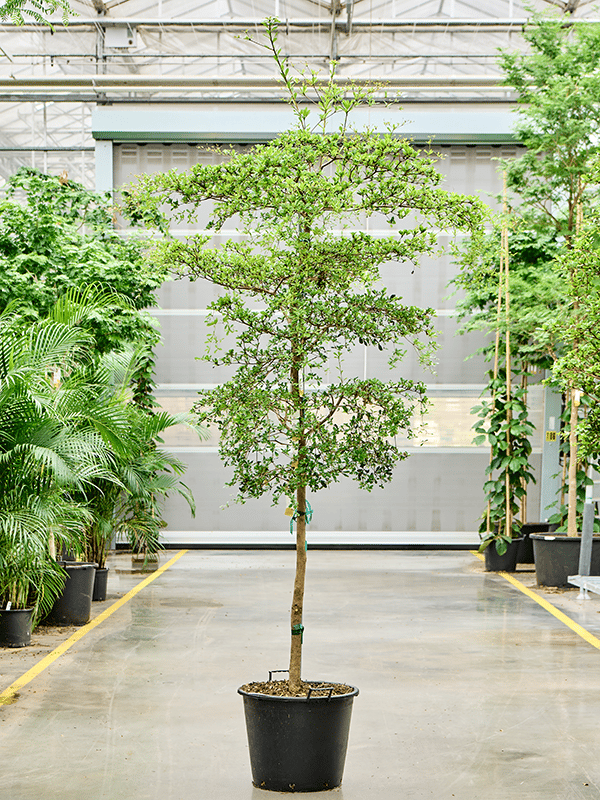 Tropical Black Olive Tree Bucida buceras 'Shady Lady' (800-900)