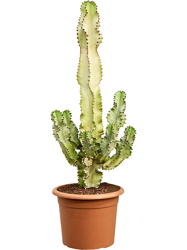 Fancy Cowboy Cactus Euphorbia ingens marmorata Indoor House Plants