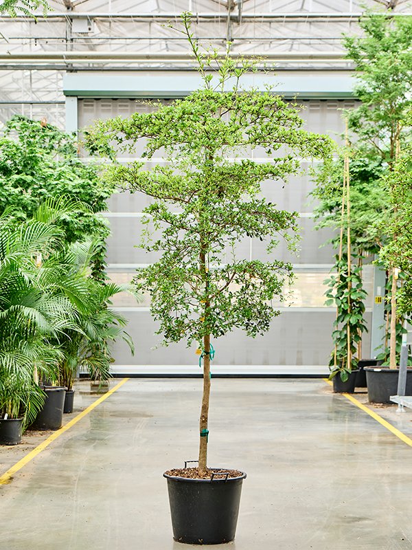Tropical Black Olive Tree Bucida buceras 'Shady Lady' (800-900)