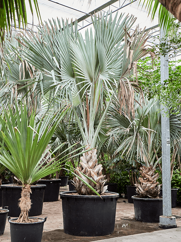 Lush Bismark Palm Bismarckia nobilis (300-400) Tall Indoor House Plants Trees