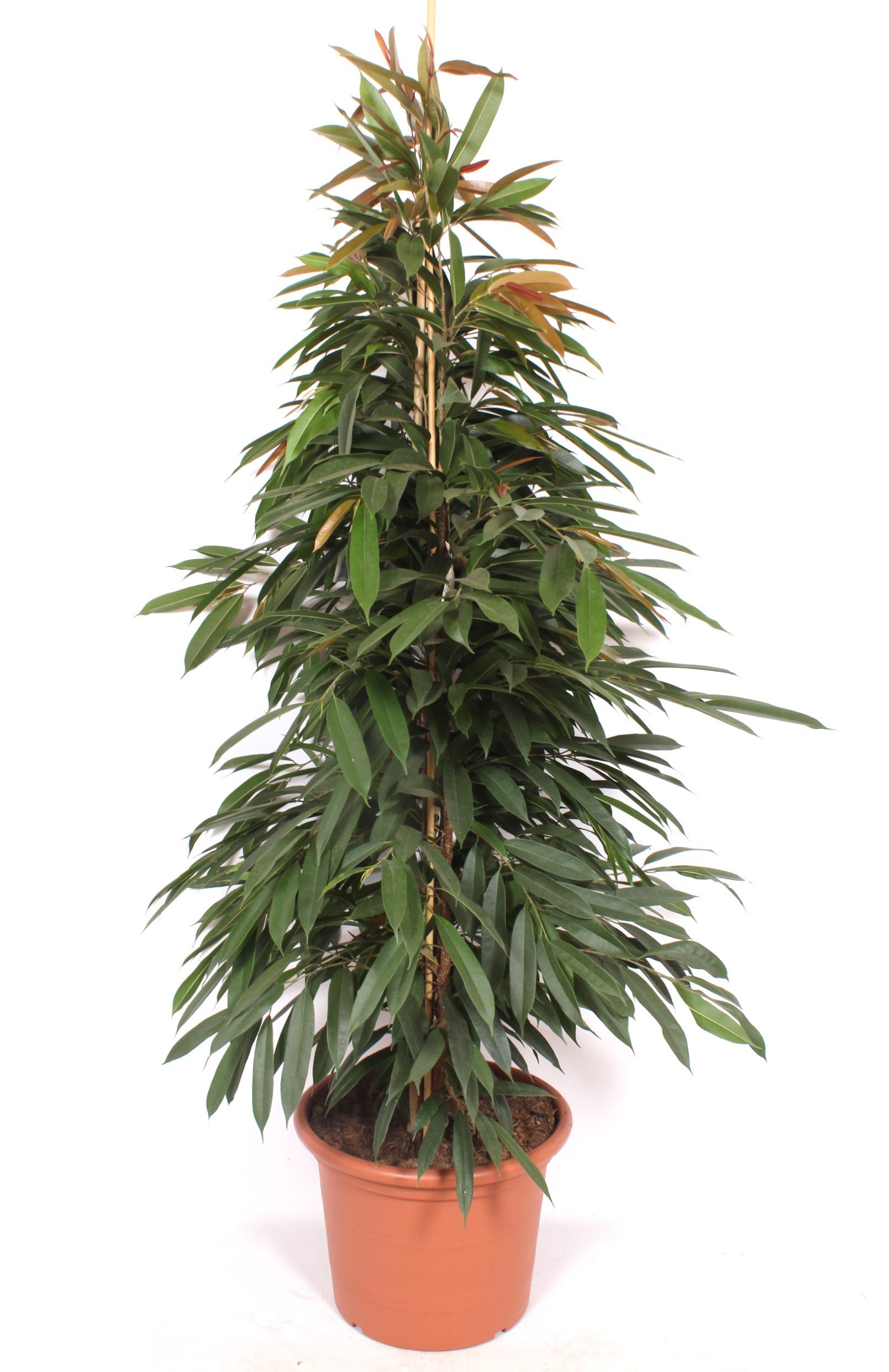Lush Narrow-leaf Fig Ficus binnendijkii 'Amstel King' Tall Indoor House Plants Trees