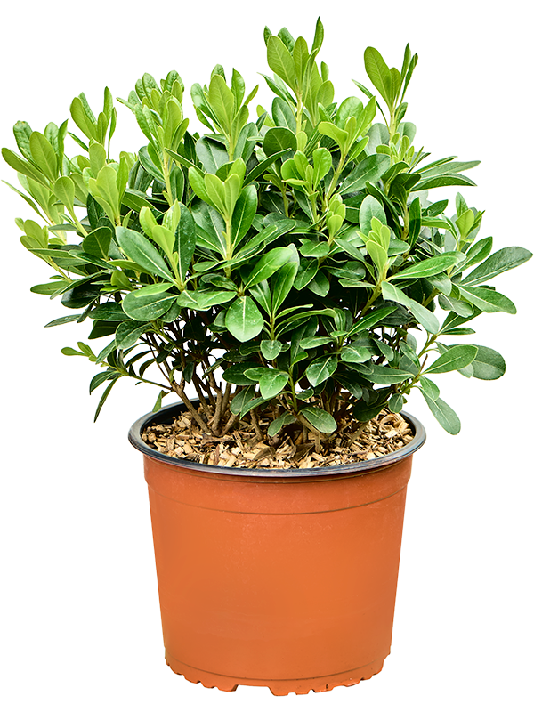 Pittosporum tobira 'Nana'