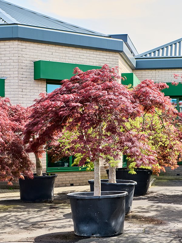 Acer pal. diss. 'Garnet'