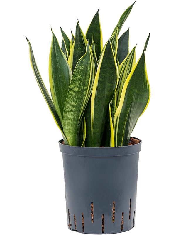 Easy-Care Snake Plant Sansevieria trifasciata 'Canary' Snake Plant Indoor House Plants