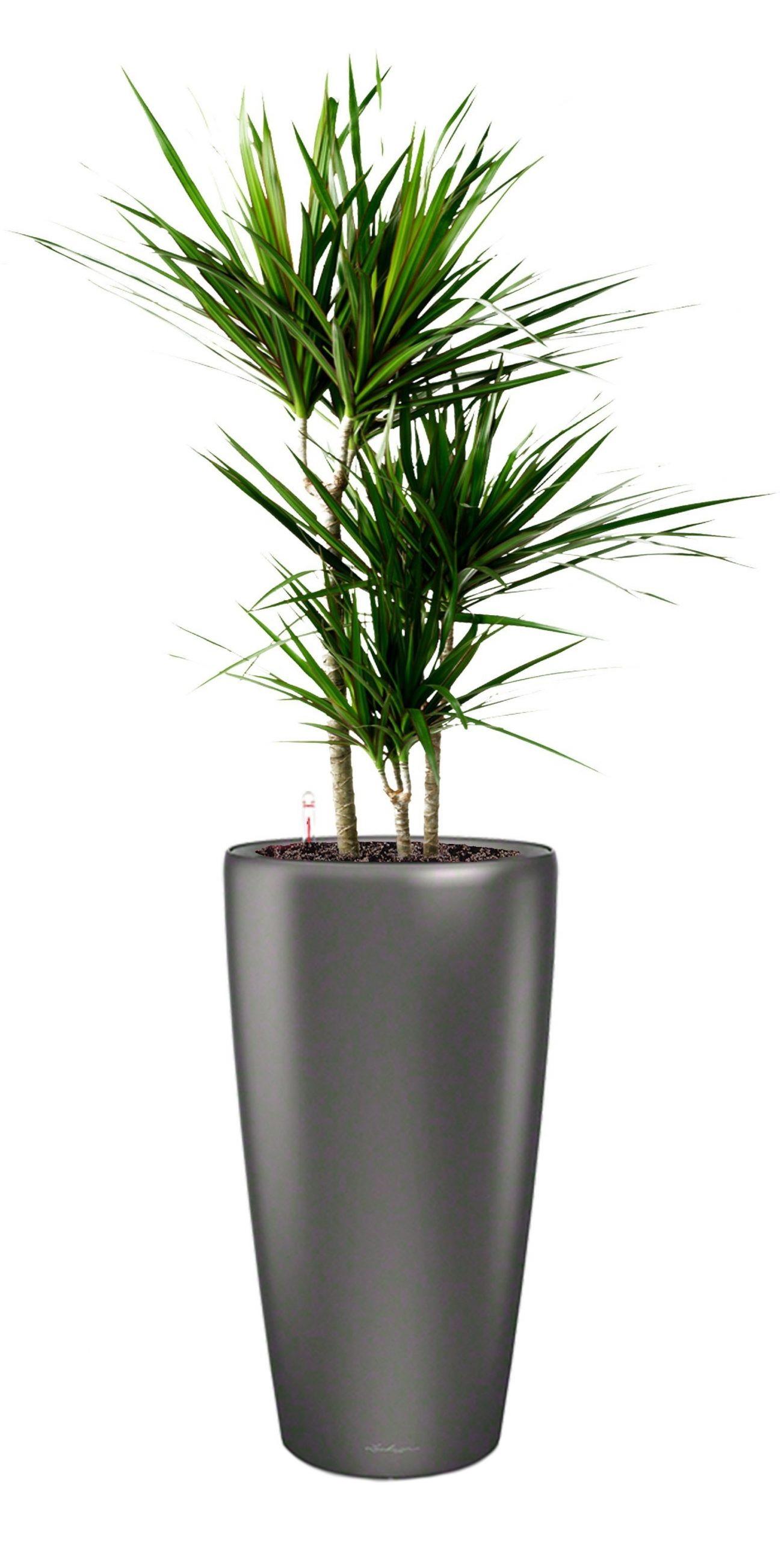 Dracaena Marginata in LECHUZA RONDO Self-watering Planter, Total Height 140 cm