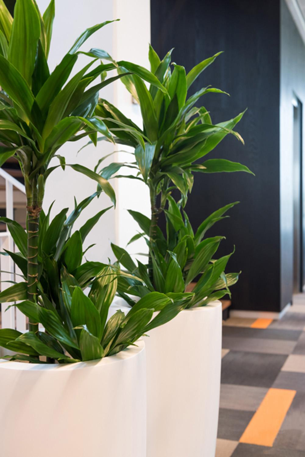 Fibrestone Dax Tall Planter by Idealist Premium