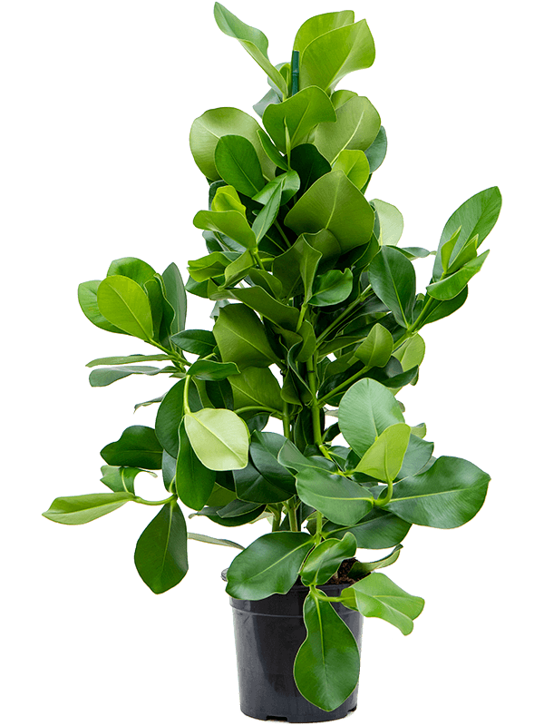 Lush Autograph Tree Clusia rosea Indoor House Plants