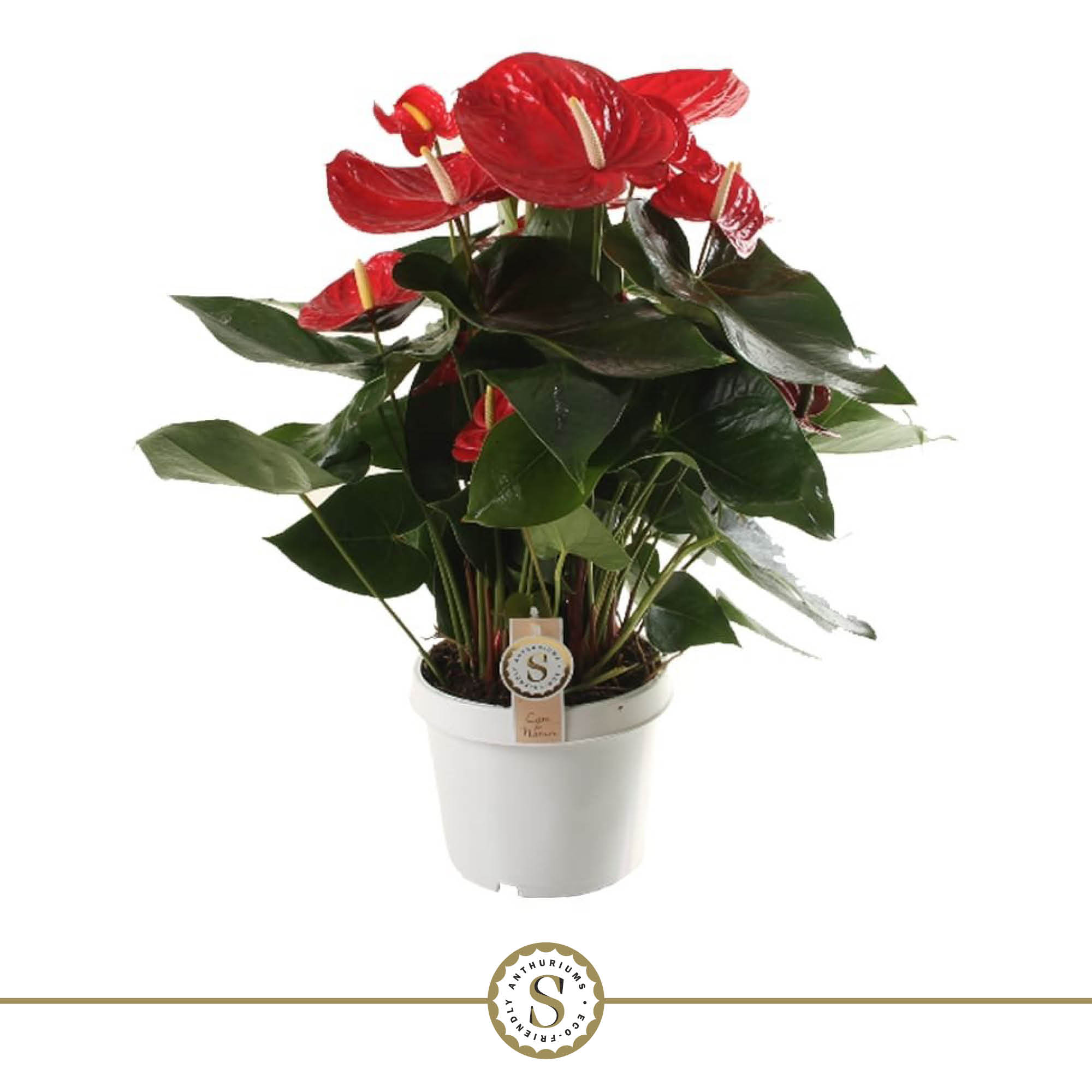 Anthurium Red Champion