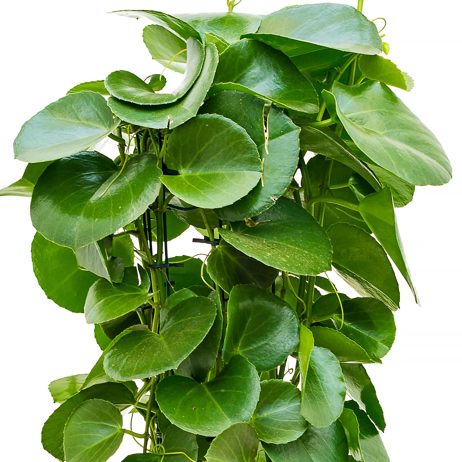 Shade-loving Grape Ivy Cissus rotundifolia Indoor House Plants