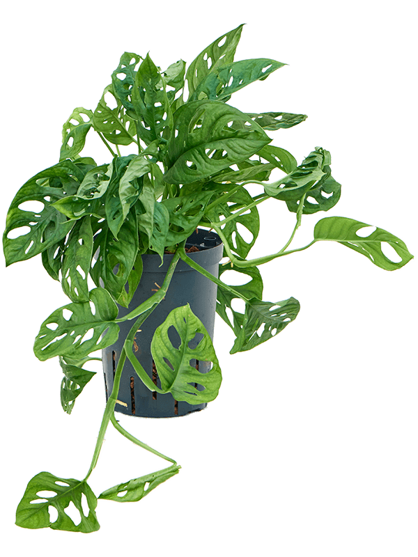 Shade-loving Swiss Cheese Plant Monstera obliqua Indoor House Plants