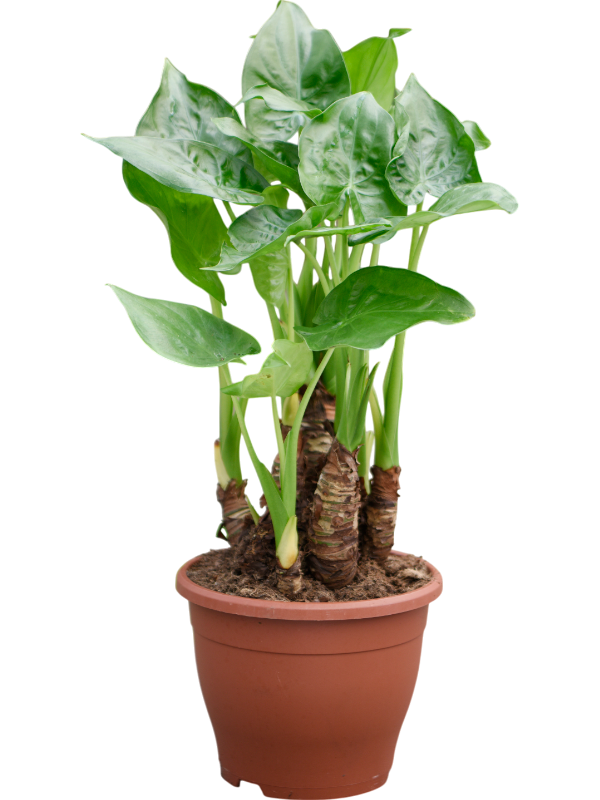 Cheerful Elephant Ear Alocasia cucullata Indoor House Plants