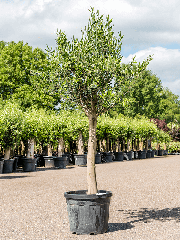 Showy Olive Olea europaea