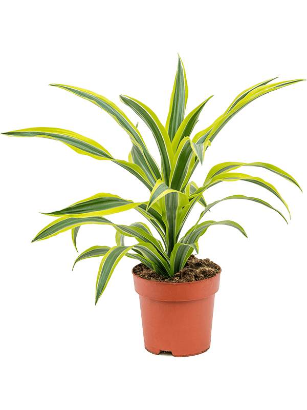 Colorful Corn Plant Dracaena fragrans 'Lemon Lime' Tall Indoor House Plants Trees