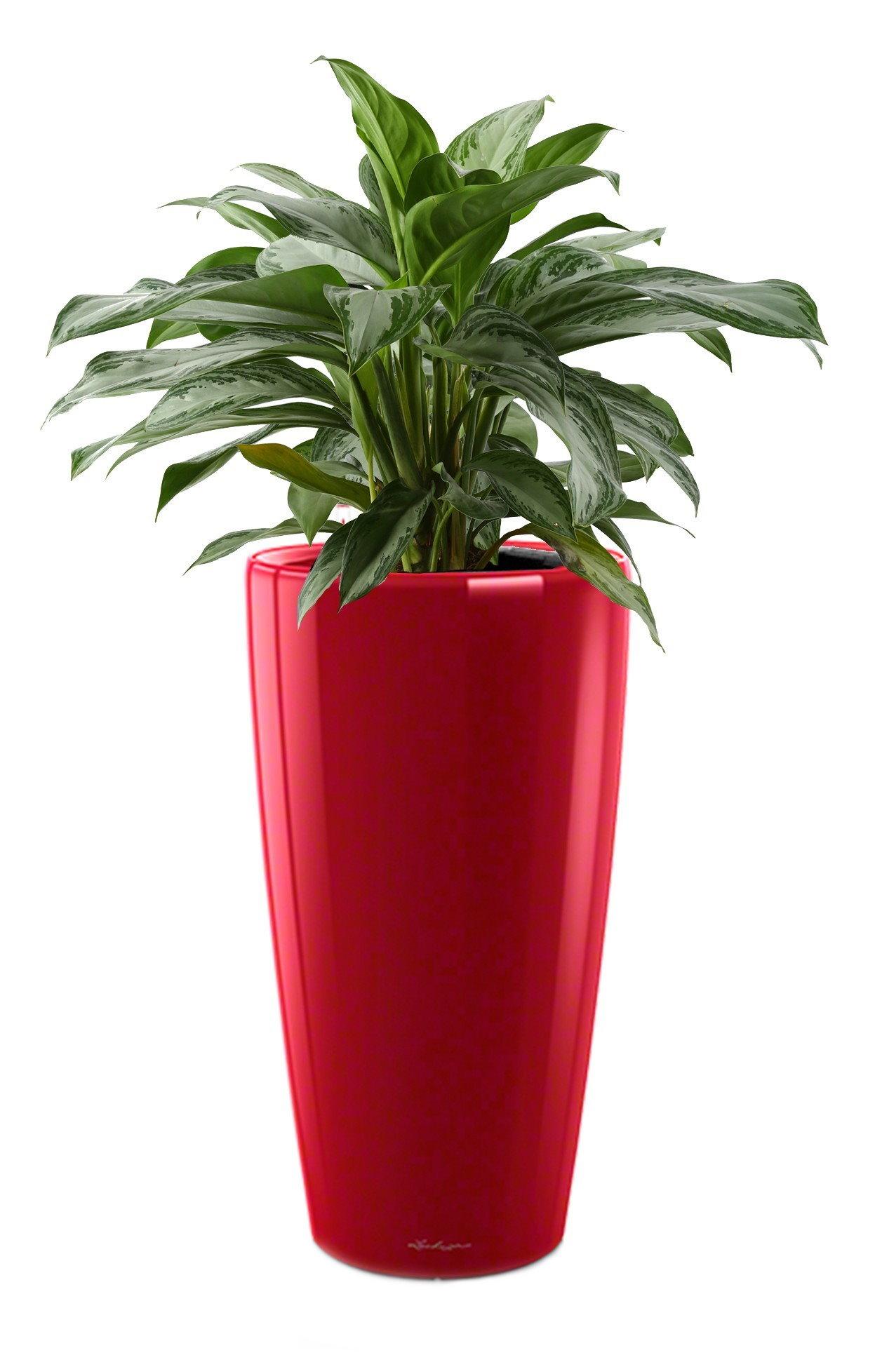 Aglaonema Cleopatra in LECHUZA RONDO Self-watering Planter, Total Height 130 cm
