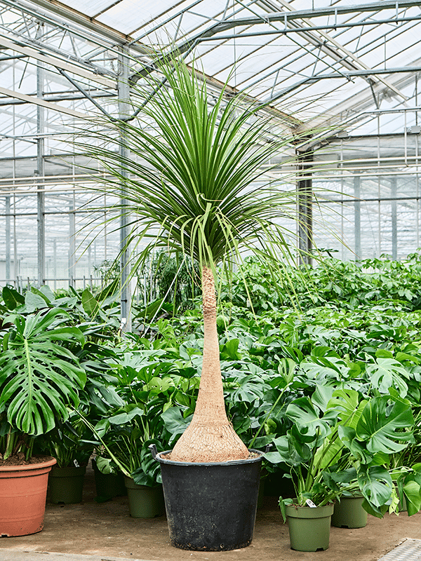 Beaucarnea recurvata 'Nolina'