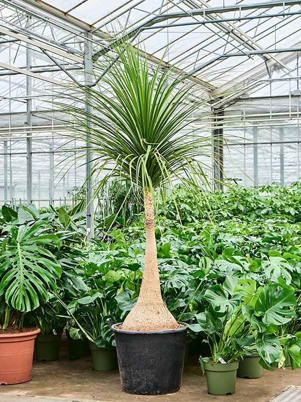 Beaucarnea recurvata 'Nolina'