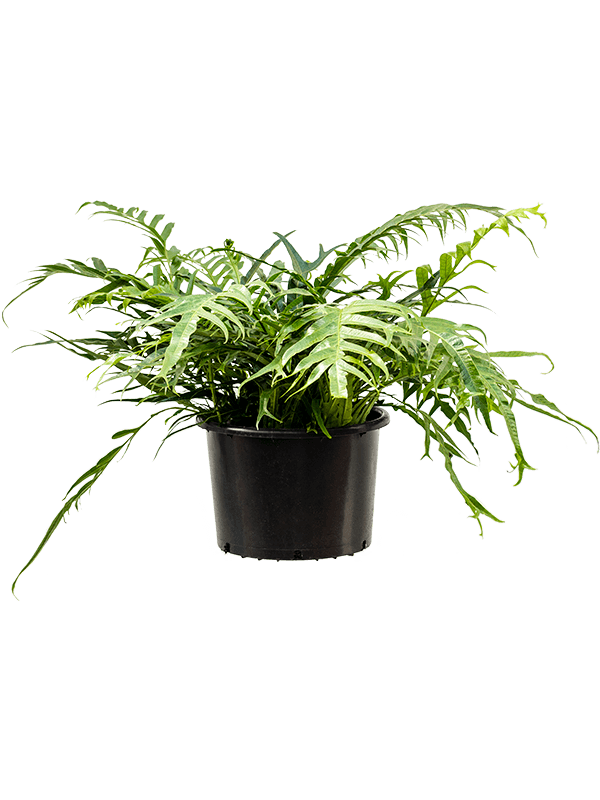 Easy-Care Basket Fern Aglaomorpha 'Jim' Indoor House Plants