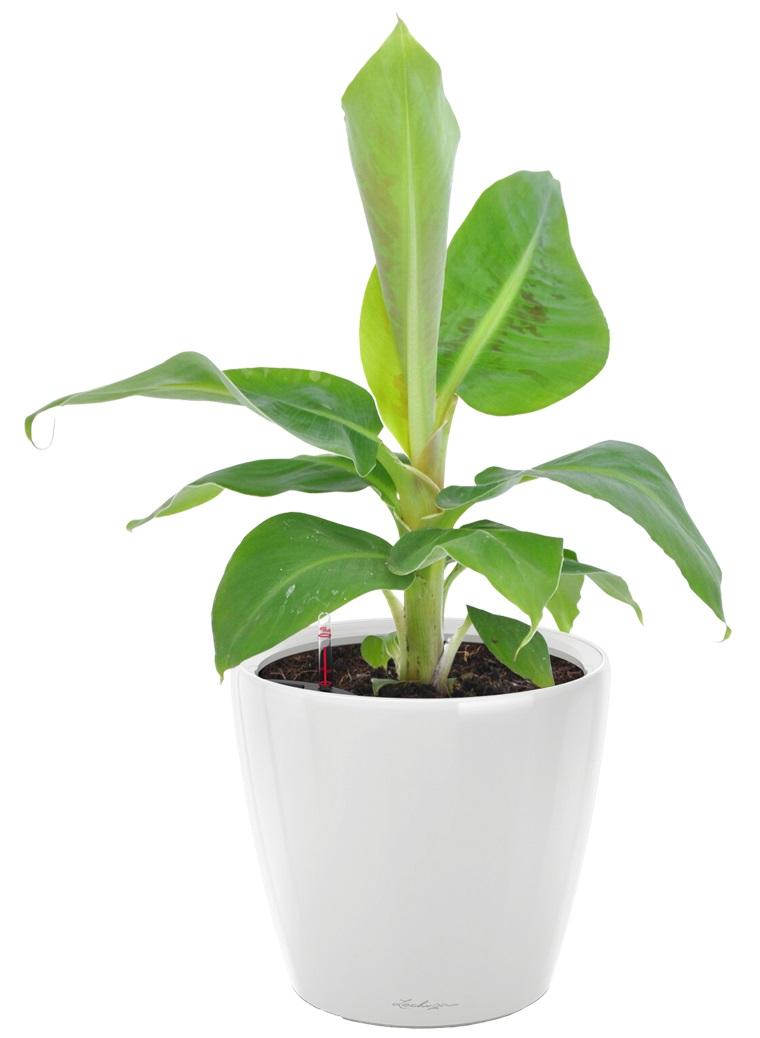Banana Tree in LECHUZA CLASSICO LS Self-watering Planter, Total Height 50 cm