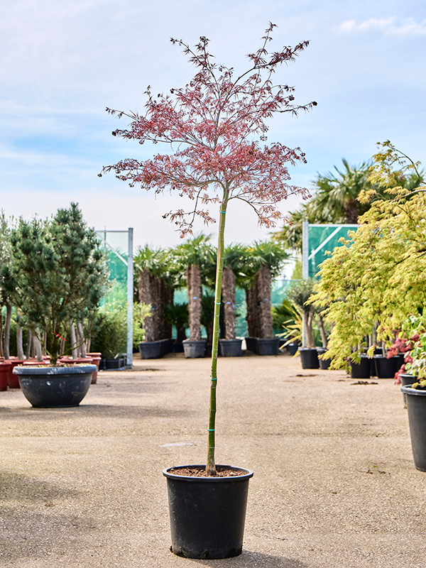 Acer pal. diss. 'Inaba-shidare'
