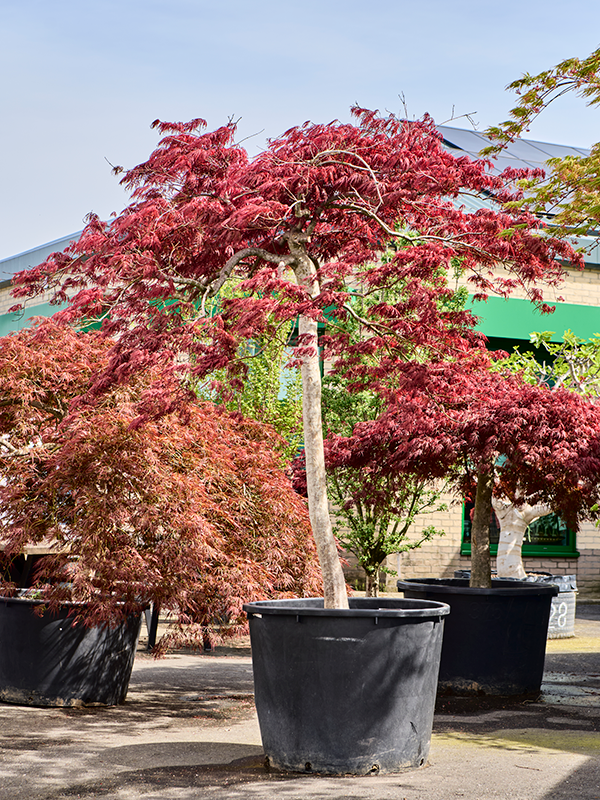 Acer pal. diss. 'Garnet'