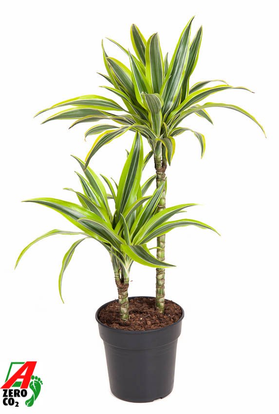 Colorful Corn Plant Dracaena fragrans 'Lemon Lime' Tall Indoor House Plants Trees