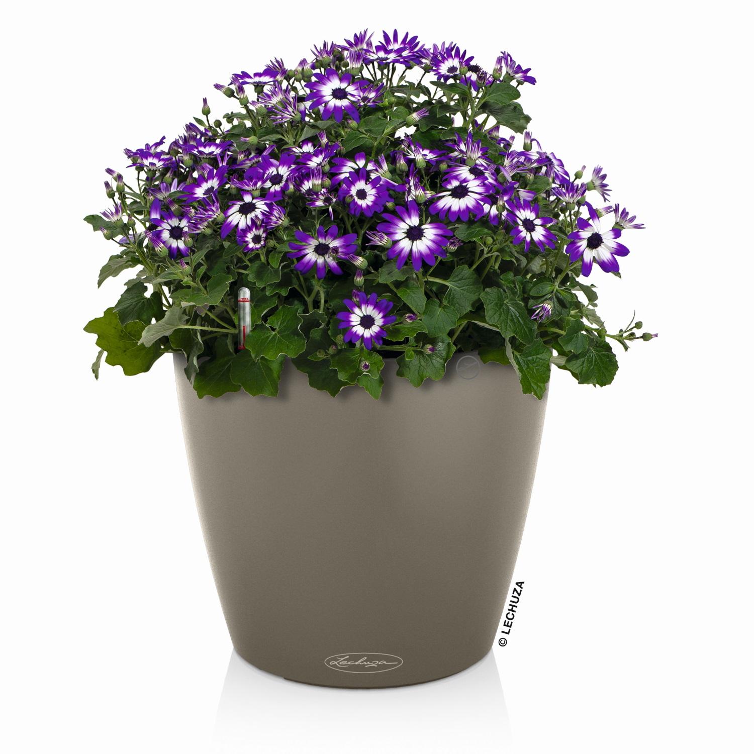 LECHUZA CLASSICO Color Round Poly Resin Self-watering Planter