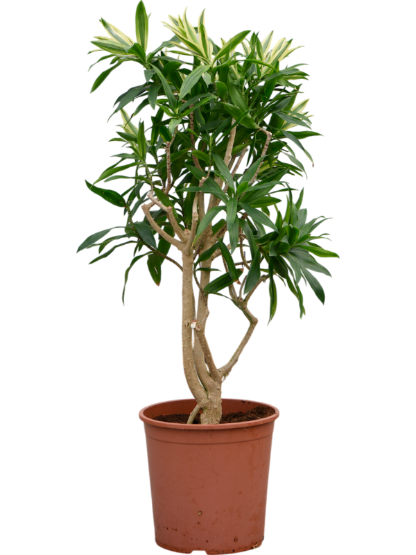 Colorful Pleomele (Dracaena) reflexa 'Song of Sri Lanka' Tall Indoor House Plants Trees