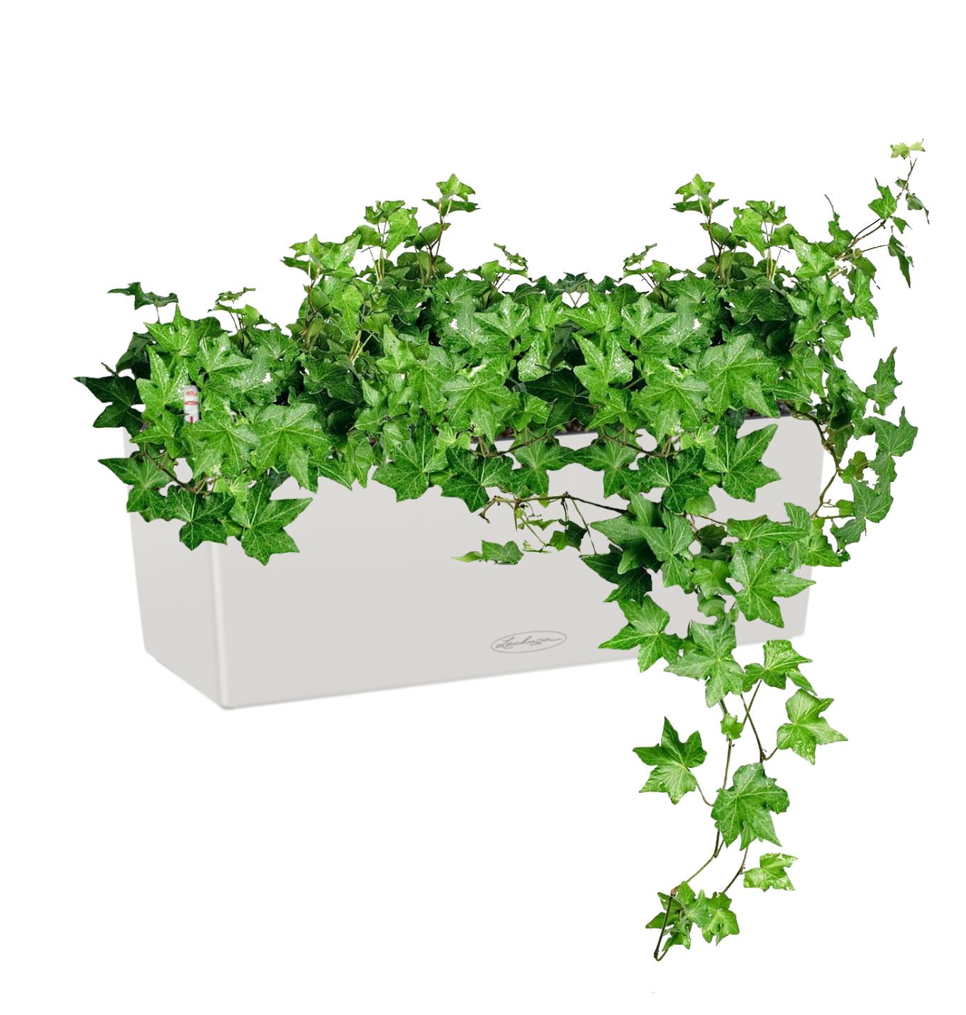 Ivy in LECHUZA BALCONERA Color Self-watering Planter, Total Height 50 cm